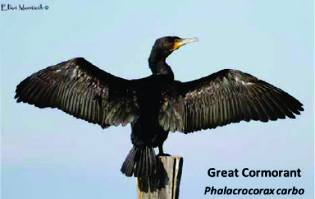 great cormorant